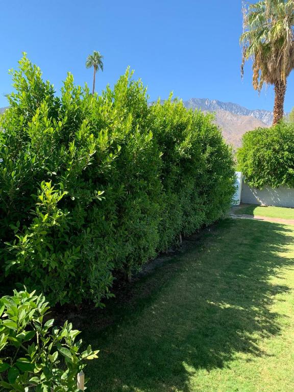 a row of hedges in a yard with a palm tree at Mid-Century 4 Bed Villa - Updated! in Palm Springs