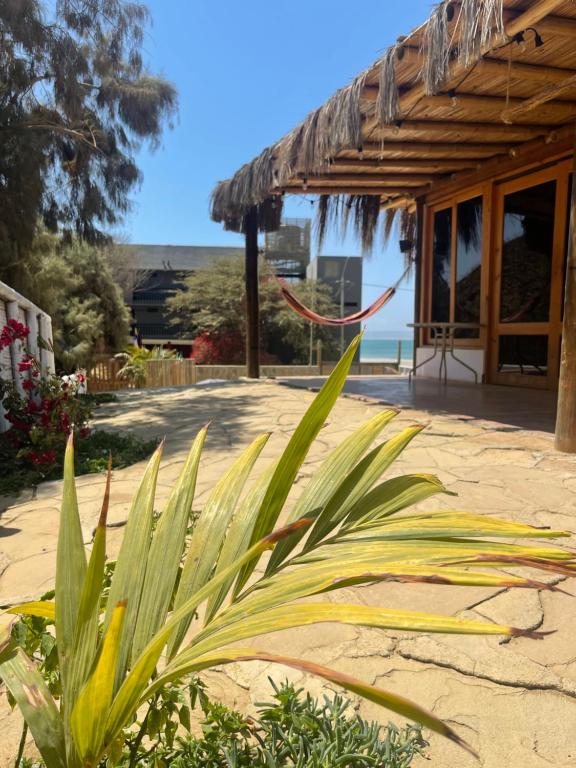 een huis op het strand met een plant bij Lobitos Eco Lodge in Lobitos
