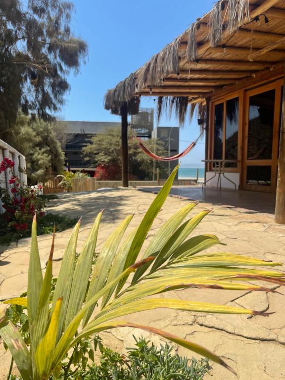 a house on the beach with a plant at Lobitos Eco Lodge in Lobitos