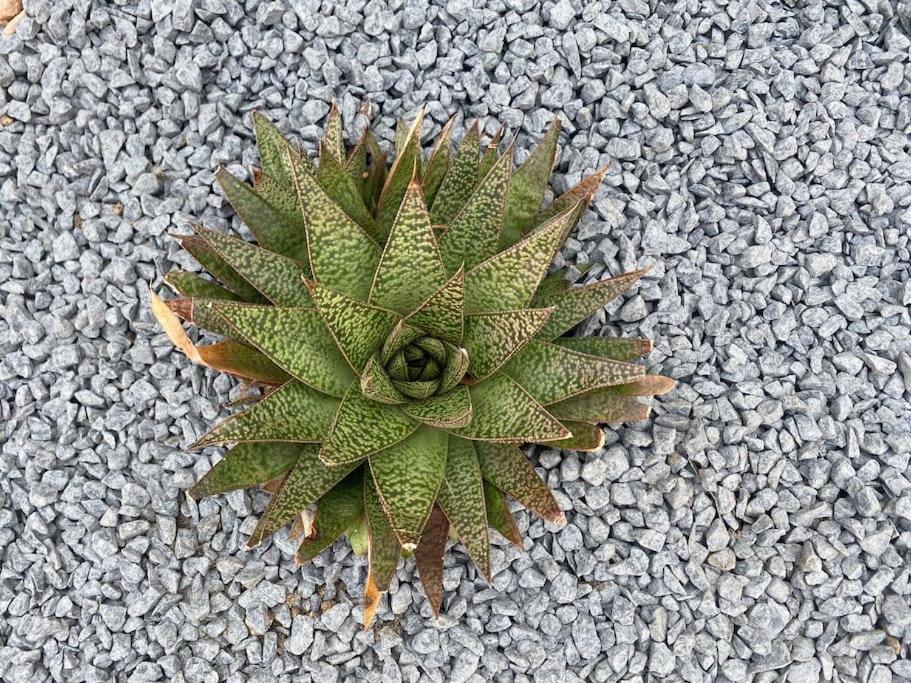 a green plant sitting on the ground at la coquine, love room, romantique in Toulon