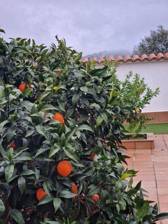 een sinaasappelboom met veel sinaasappels erop bij La casa del patio in Zafra