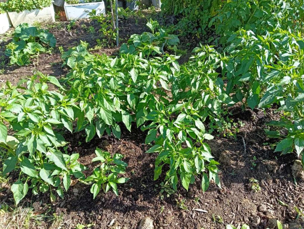 Sweet Home between CBD and University - Resim 31