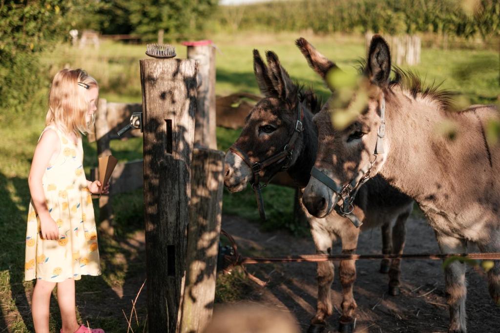 Zvířata v luxury tent nebo okolí