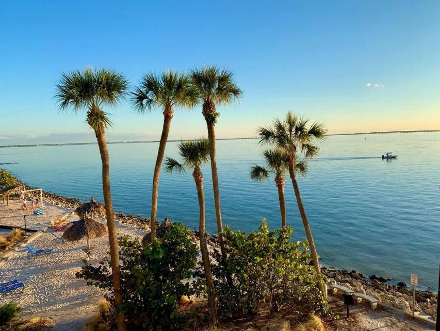 um grupo de palmeiras numa praia perto da água em Peaceful Paradise em Tampa