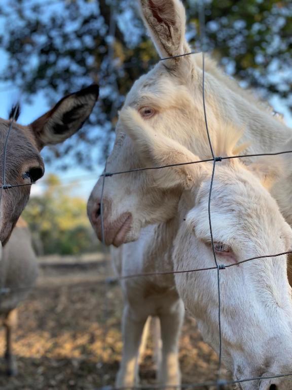 a white cow standing behind a wire fence at Agriturismo Pranu in Sorgono