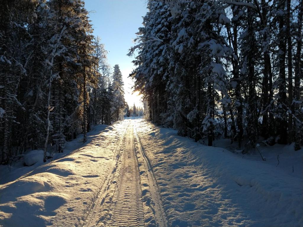 Lapland Snow Moose v zimě