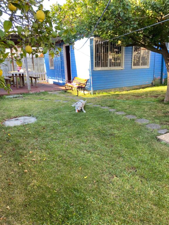 un chat assis dans l'herbe devant une maison bleue dans l'établissement Apartamento con 3 dormitorios para 8 personas con quincho, à Loncura