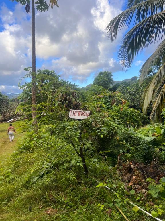Zahrada ubytování Nature World St.Lucia