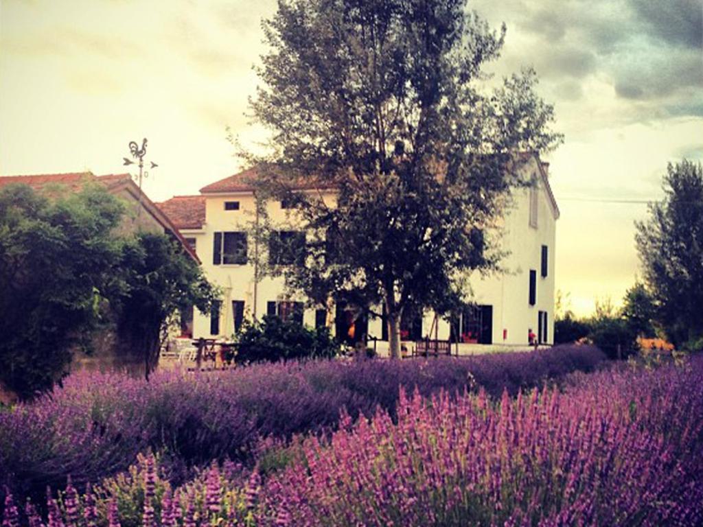 a field of purple flowers in front of a house at Agriturismo Viridarium in Castellucchio