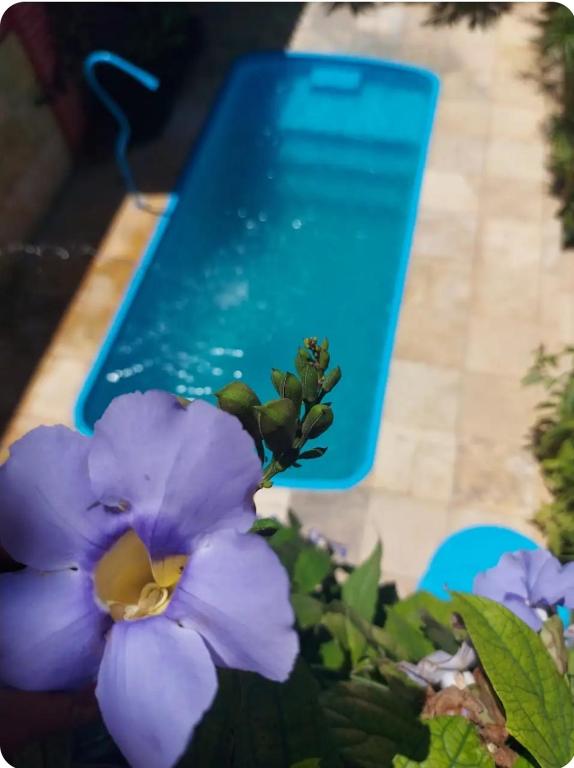 a purple flower sitting on top of a table at Casa Boa Venttura Alugueis - Casa com ar e piscina ou Quartos com ar e cozinha Guajiru Trairi in Trairi