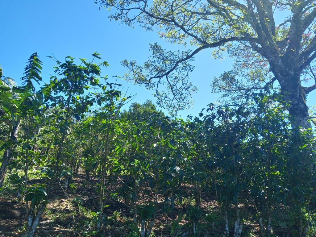 eine Reihe von Bäumen mit blauem Himmel im Hintergrund in der Unterkunft La casa del Jardin de Mariposas 