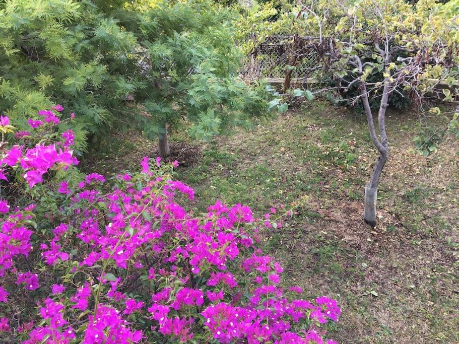 a garden filled with purple flowers and trees at FLC-Sea View-Jacuzzi-3 Bedrooms-8p-Parking for 2 cars in Marseille