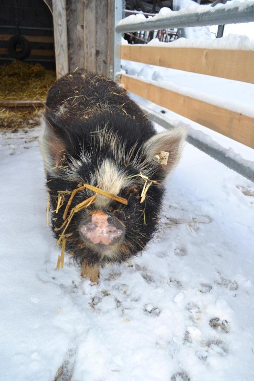 een varken in de sneeuw met een stok op zijn gezicht bij Biohof Auinger, der Tiererlebnishof in Aurach am Hongar