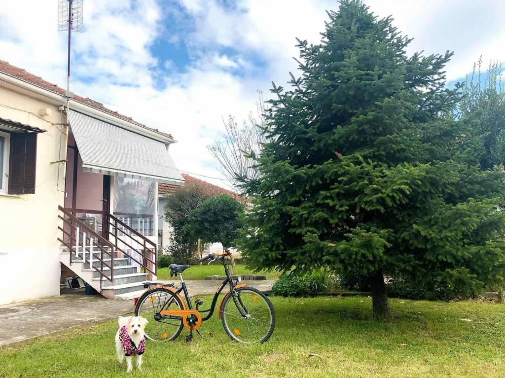 un perro parado junto a una bicicleta junto a un árbol en Pet friendly House en Trikala