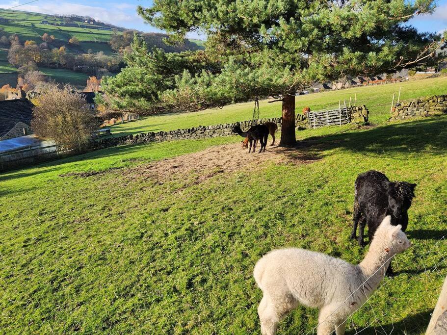 um grupo de ovinos em pé num campo de relva em 2 Victoria Place - Luddendenfoot em Luddenden Foot