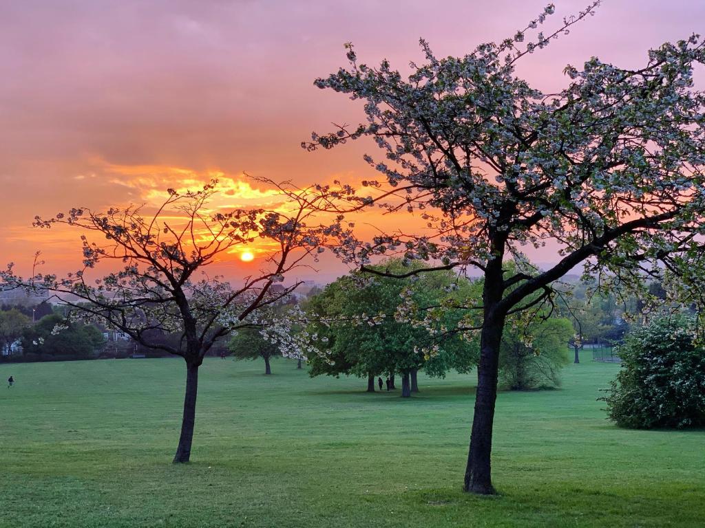 twee bomen in een veld met de zonsondergang op de achtergrond bij Bespoke Gallery guesthouse in Hendon