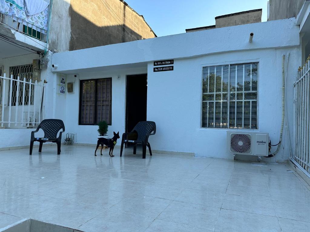 un perro parado entre dos sillas frente a un edificio en Casa Tamarielys, en Cartagena de Indias