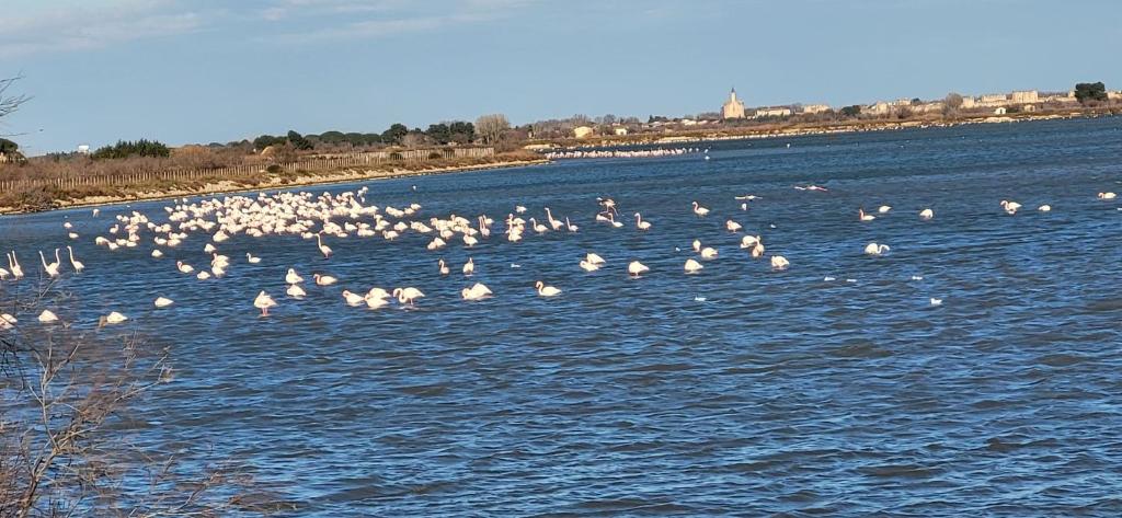 La Fleur de Roseau 200m de la plage 300 m des Commerces في لو غراو دو روا: سرب من الطيور البيضاء تسبح في الماء