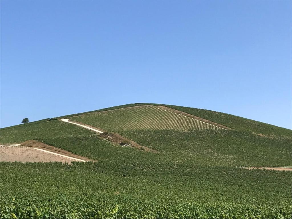 a hill covered in green plants with a blue sky at Manoir De Montflambert in Mutigny