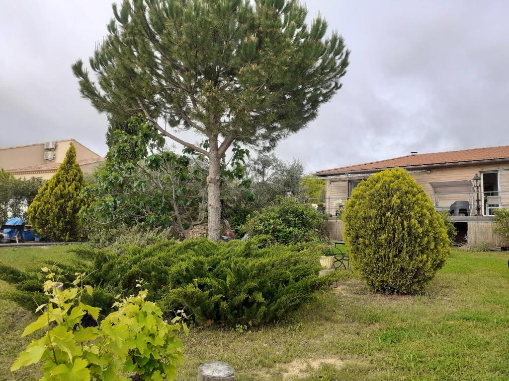 a garden with a tree and bushes in front of a house at Petit Paradis chez Pascale et Bernard in Cazouls-lès-Béziers