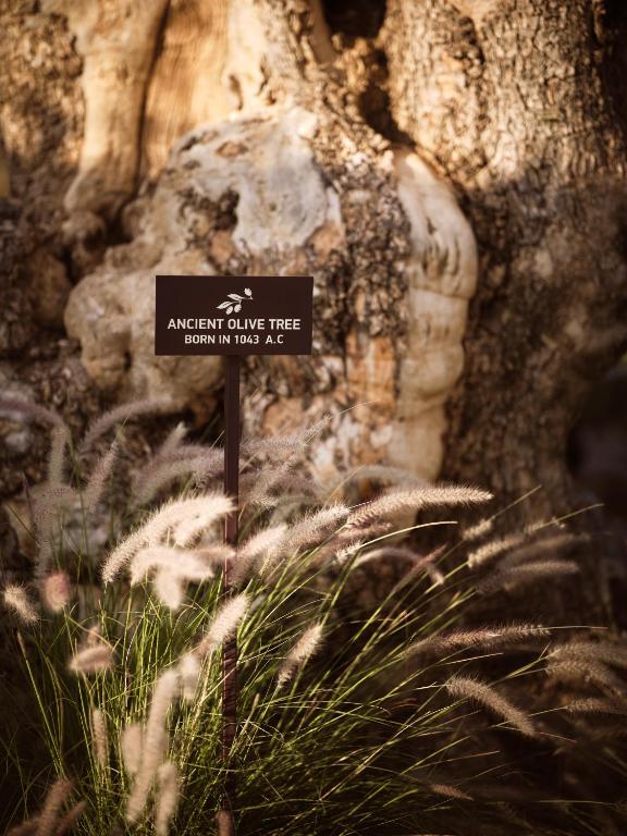 Acro Suites - A Wellbeing Resort - 7