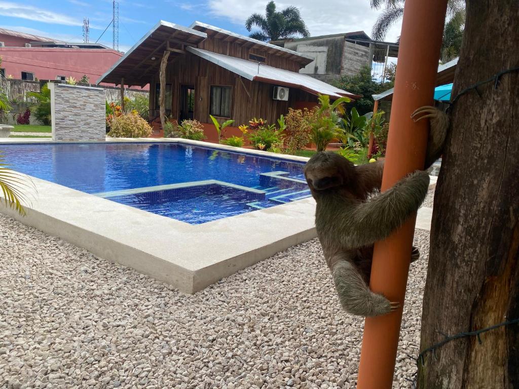 un perezoso trepando en un poste junto a una piscina en Cabañas Litos #1, en Fortuna