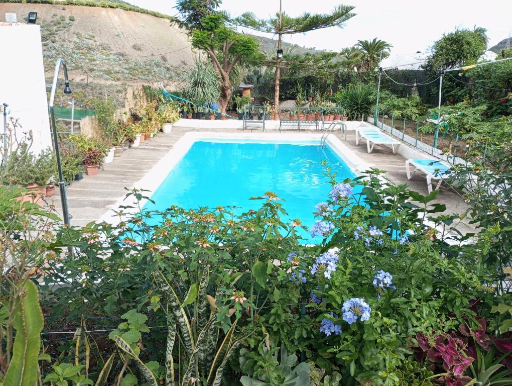 - une piscine avec des fleurs et des plantes bleues dans l'établissement Casa Mami Carmen Telde, Las Palmas, à Balcon de Telde
