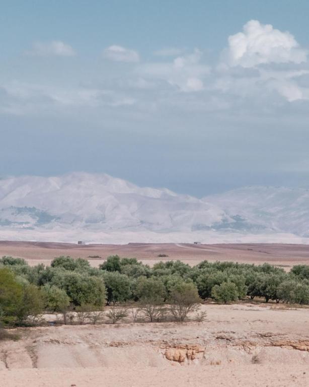 a group of elephants in a field with trees at Emeraude Camp Agafay in El Karia