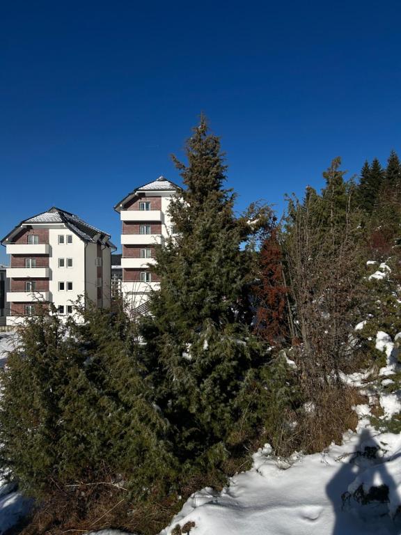 Ramondia, Kopaonik - Resim 1