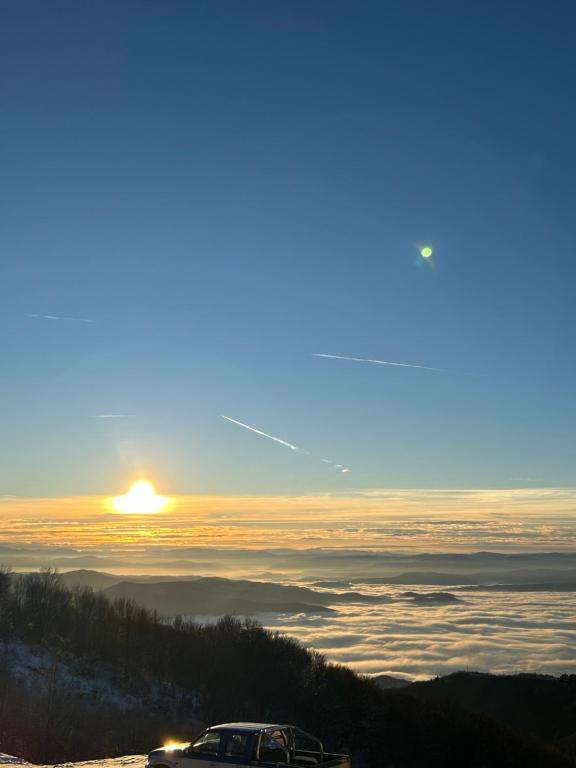 Ramondia, Kopaonik - Resim 15