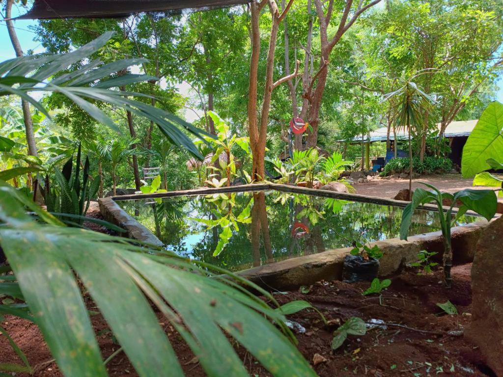 um jardim com um lago e algumas plantas e árvores em Huellas Hostel em Santa Cruz