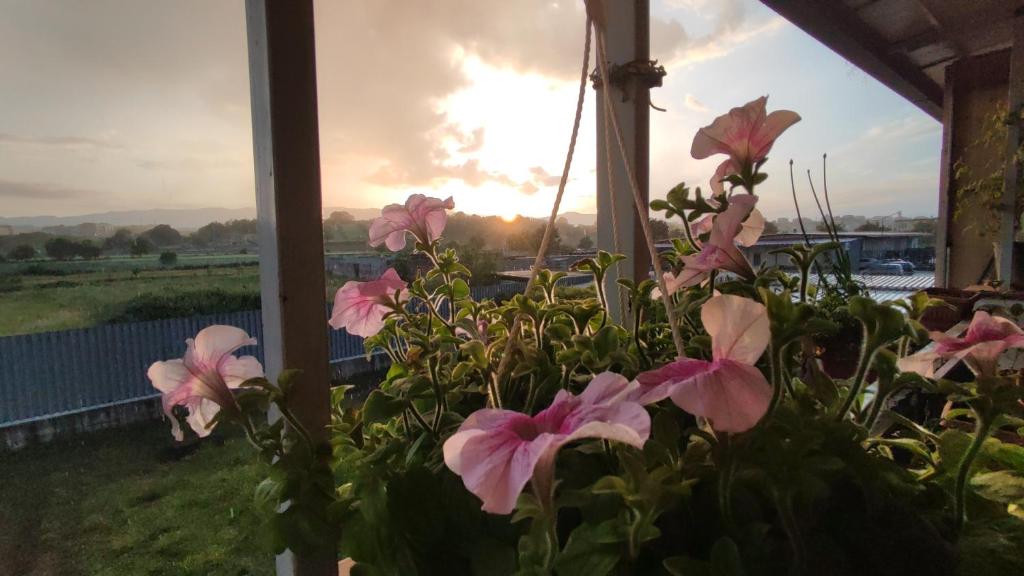 a plant with pink flowers in front of a window at Casa Albergo Rende in Quattromiglia