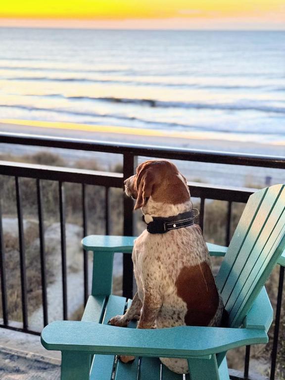 a dog sitting in a chair looking at the ocean at Oceanfront 3br/2ba Dog Friendly in Myrtle Beach