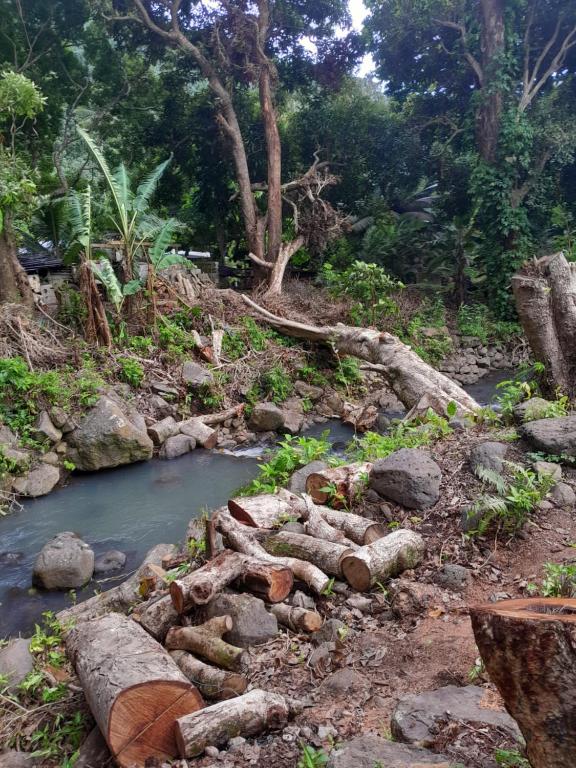 une rivière avec des grumes sur le côté d'une forêt dans l'établissement Ravehei smile relais 2 moorea, à Afareaitu