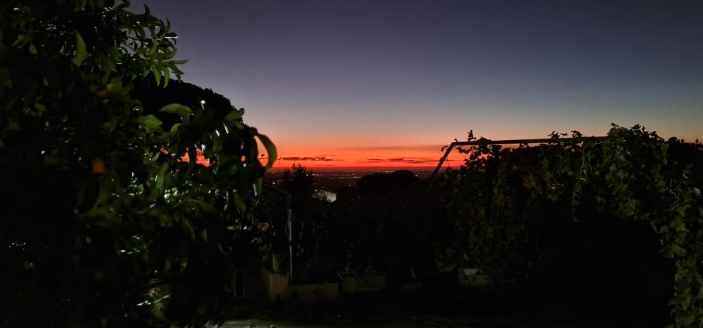 um pôr-do-sol sobre uma vinha com um monte de vinhas em Al focolare di Enzo em Marino