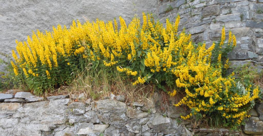 Fotografie z fotogalerie ubytování BnB "A la Crus" v destinaci Crana
