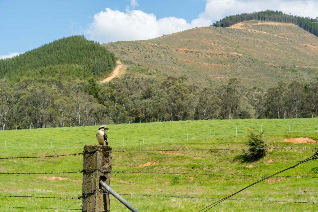 a bird sitting on a fence in a field at Bright Cabin & Caravan Park in Bright