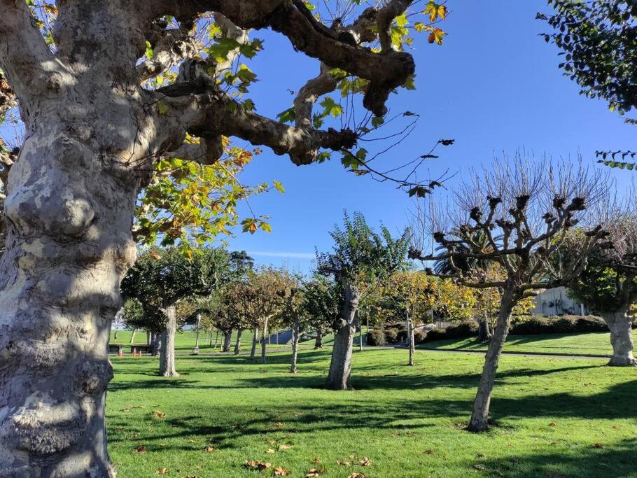 a group of trees in a park with green grass at Sunny SF home - cozy, spacious, convenient w/parking, A+ location!! in San Francisco