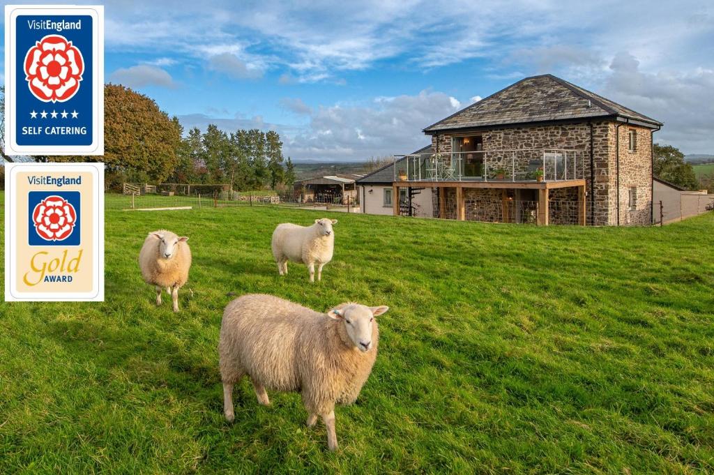 three sheep standing in a field in front of a house at 18th century renovated barn in beautiful Devon countryside in Broadwoodwidger