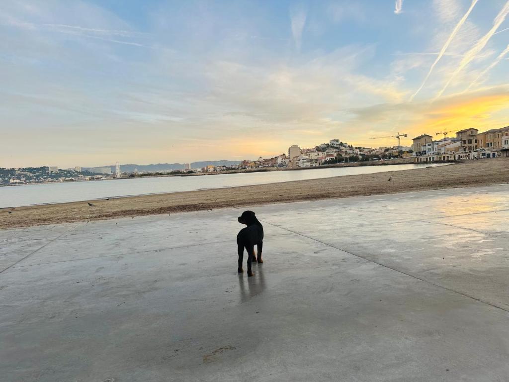 a black dog standing on a sidewalk near the beach at L’enraguer in Marseille