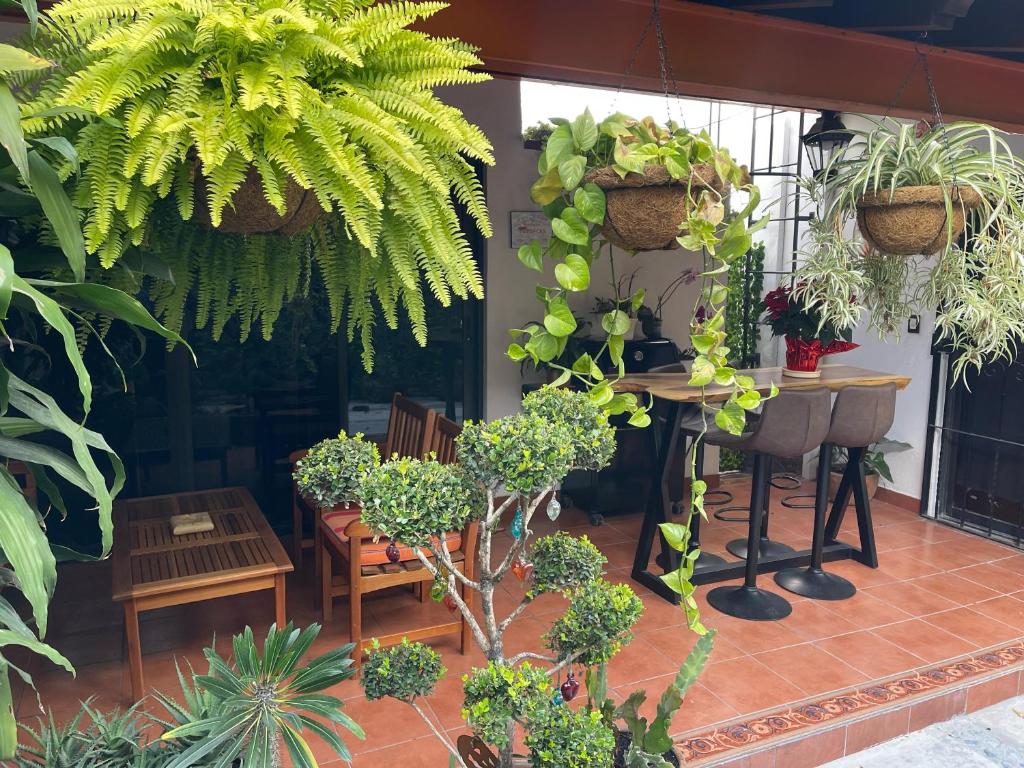 メキシコシティにあるMini Loft en Coyoacánの植物のあるパティオ(テーブル、椅子付)