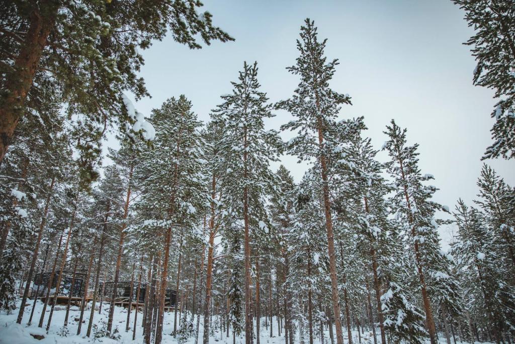 Invisible Forest Lodge Suite with Private Sauna and Hot Tub v zimě