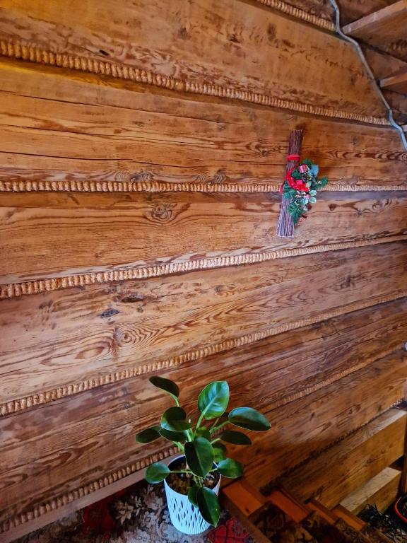 Bukovina Concept przy stoku narciarskim - 7