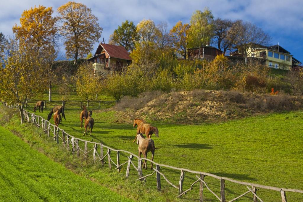 Zvieratá vo vidieckom dome alebo blízkom okolí