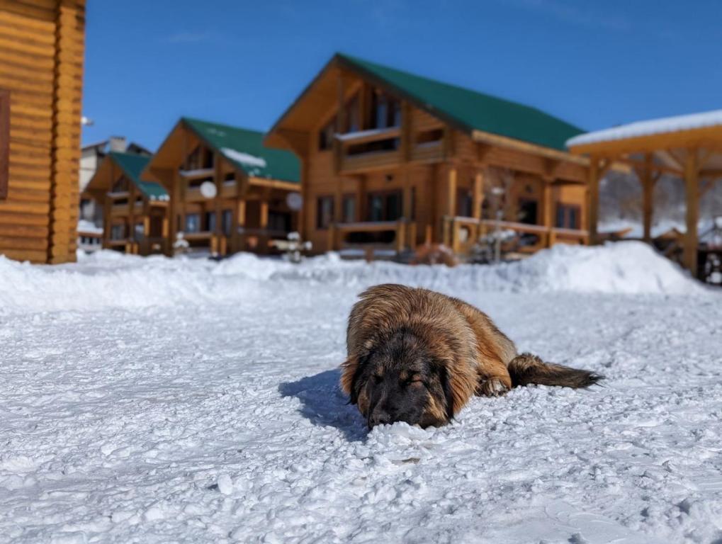Domácí mazlíčci ubytovaní s hosty v ubytování LOG HOUSE