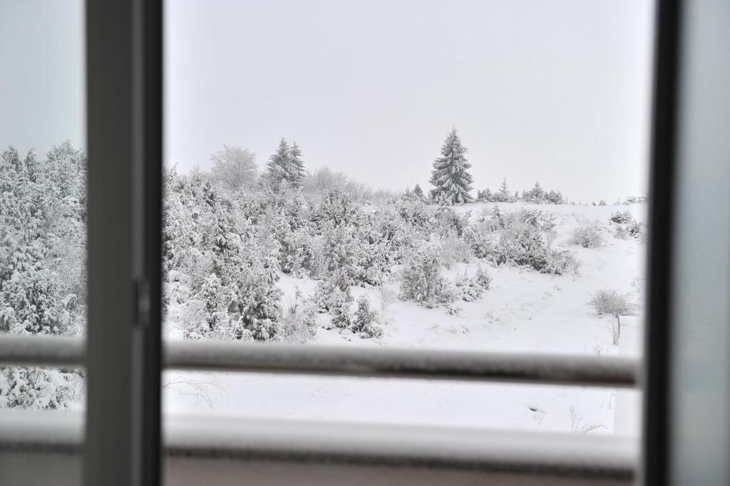 Ramondia, Kopaonik v zimě