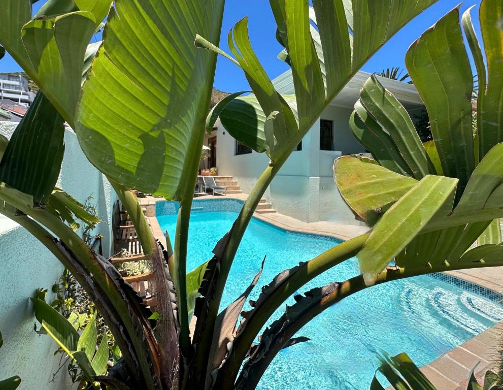 a large green plant next to a swimming pool at LOLOHO LODGE - 24h power in Cape Town