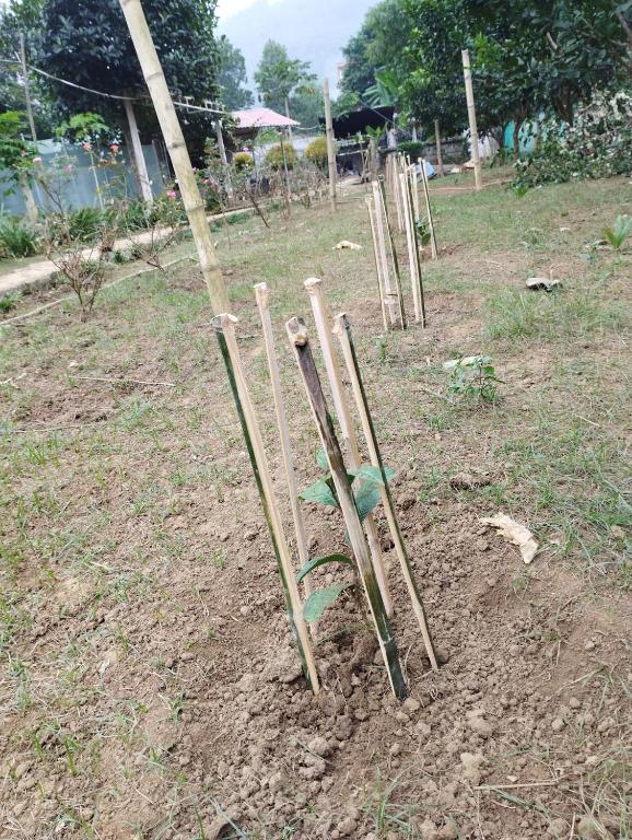 um grupo de pólos de bambu num campo em Căn chòi giữa vườn 