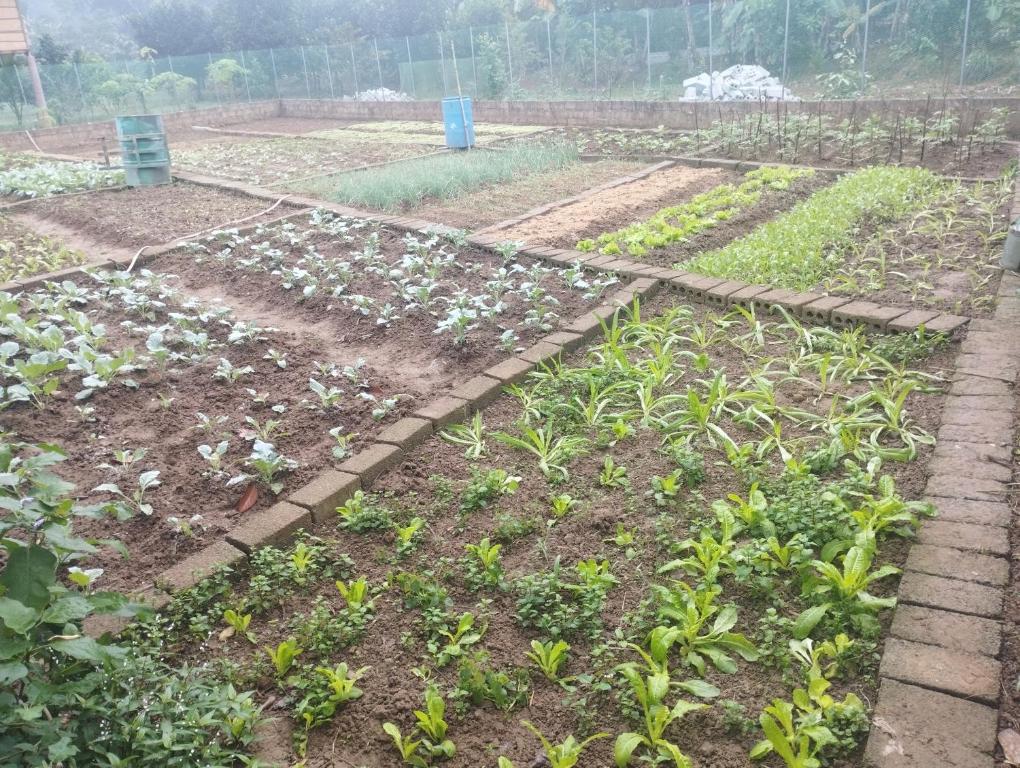 un jardin avec des plantes dans la saleté dans l'établissement Căn chòi giữa vườn, 