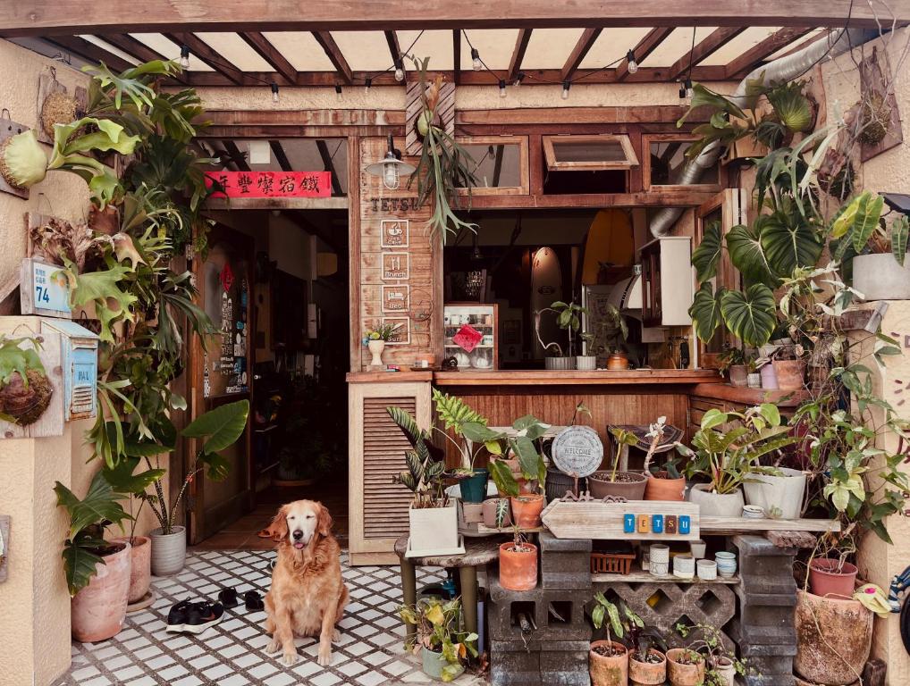 a dog standing in the doorway of a house filled with plants at 墾丁寵物友善 鐵宿 Tetsu B&B in Nanwan
